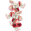 coquelicots