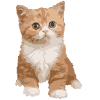 chat - chat