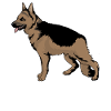 German shepherd dogs