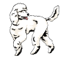 Hund Pudel