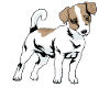 Jack Russel terrier