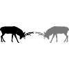 hirsch - geweih - jagd - jäger