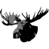moose - elk - hunting - hunter