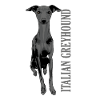 Italian Greyhound