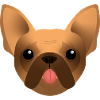 Bouledogue Français - Frenchie - Bully - Langue