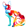 Sphynx cat