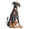 Drolliger Dobermann