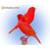 Red canaries