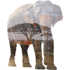 Elefant