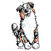 Funny Australian Shepherd