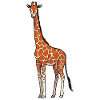 Girafe / Giraffe 02