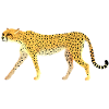 Guépard / Cheetah 01