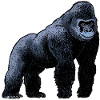 Gorille / Gorilla 02