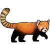 Panda Roux / Red Panda 02