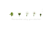 Motivation: Life cycle of the dandelion gift