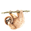 Sloth easy going t shirt