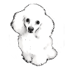 Chiot doux caniche