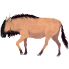 Gnou / Wildebeest 01