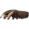 Fourmilier / Anteater 02