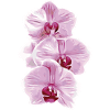 Orchid