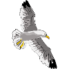 gull