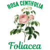 Rose Latin
