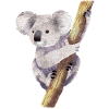 Koala 01