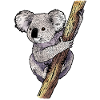 Koala 02