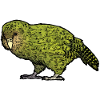 Strigops kakapo 02