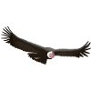 Condor 01