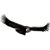 Condor 02