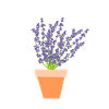 Lavender