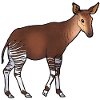 Okapi 02