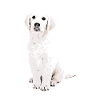 Chiot Golden Retriever