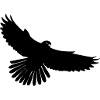 Black bird