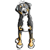 Greater Swiss Mountain Dog