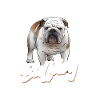 Bulldog anglais