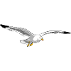 gull