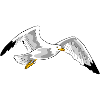 gull