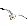 gull