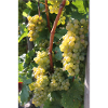 Vines