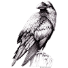 Crow