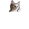 chat chaton chat disant