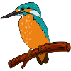 bird