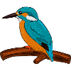 eisvogel vogel bunt
