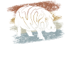 Hippopotamus