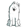 Cute Samoyed