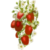 Erdbeeren