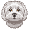 Maltese
