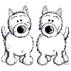 Drôle Highland White Terrier